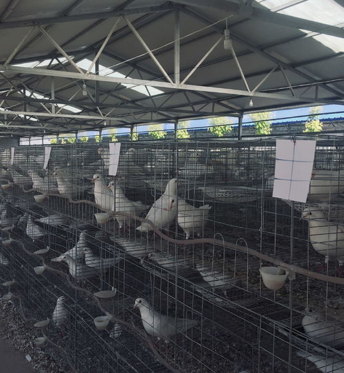 徐州大棚肉鸽饲养报价在线咨询,天明种鸽品质保障
