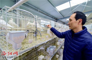 孟津县 党员养殖肉鸽 带领群众致富