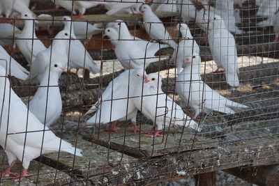 今日肉鸽多少钱一对/近期肉鸽养殖行情