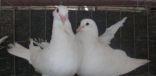 蛋白质饲料对肉鸽养殖来说有多重要