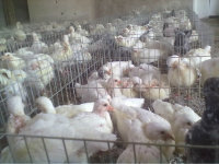 荥经县肉鸽养殖场的发展前景肉鸽养殖赚钱吗