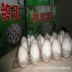 鸽子养殖报价_鸽子养殖供应_鸽子养殖厂商批发-商务联盟产品频道