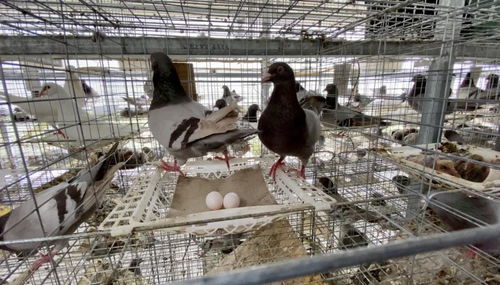 单身汉有想法 先养鸽子,再娶老婆 康哥 我们支持你