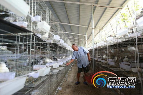 儋州排浦肉鸽养殖带动61户贫困户脱贫 入股既能领工资又能分红