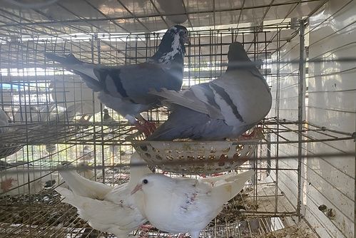 漳湖镇回民村 小小鸽子 飞 出致富梦