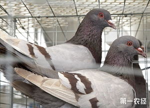 北方肉鸽养殖的前提条件