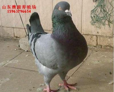 山东澳源养殖场_产品信息