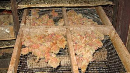 固体鸽乳 -新泰市荣伟畜禽养殖专业合作社 产品展示(肉鸽、肉鸽养殖、肉鸽网)-金泉网