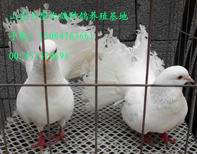 种鸽养殖|肉鸽养殖场 肉鸽鸽肉产品的资料 - 上海机电网
