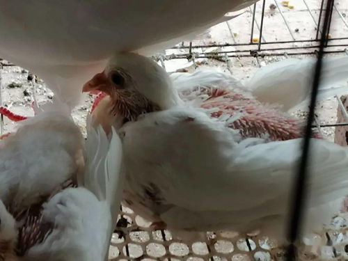 如何有效地提升养殖肉鸽的经济效益