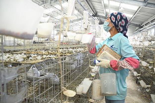新疆乌什县 5500万肉鸽养殖示范基地带动农牧民脱贫致富