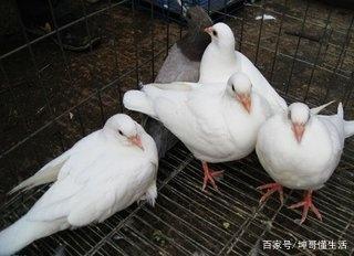 农村坤哥:肉鸽应该怎么养殖?肉鸽的养殖跟日常管理技术浅析
