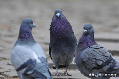鸽子分公母的简单方法,只需看这三点,一眼就能分辨出来