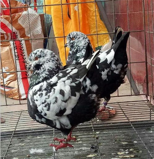 大连成年元宝鸽多少钱一对 肉鸽养殖