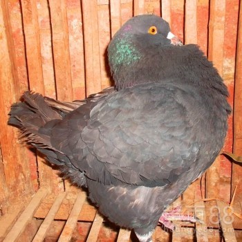 【肉鸽价格养殖】