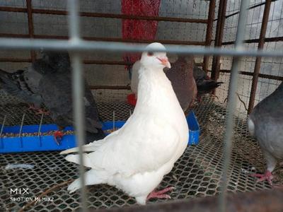 十年肉鸽养殖户告诉你肉鸽养殖的经验