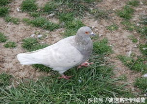 肉鸽养殖方法是什么从选址到配种,一步也不能少