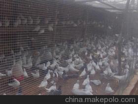 出售肉鸽供应商,价格,出售肉鸽批发市场-