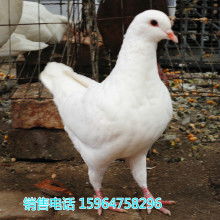 2018肉鸽养殖价格 报价 肉鸽养殖批发 第29页 养殖网