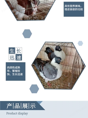 广场鸽养殖场 散养广场鸽 白羽王广场鸽 养殖销售