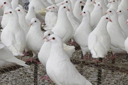 徐州大棚肉鸽饲养报价在线咨询,天明种鸽品质保障