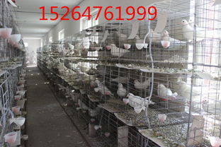 兴安盟 淑女鸽 今年肉鸽养殖行情