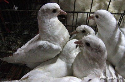 肉鸽养殖成本与利润(适合穷人没本钱的养殖)