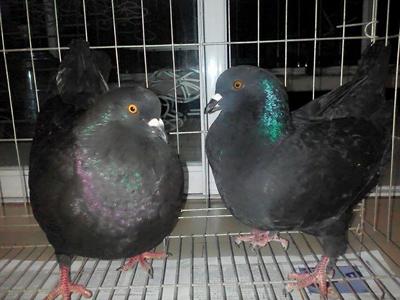 重庆省垫江县白羽王种鸽价格肉鸽种鸽养殖技术与管理