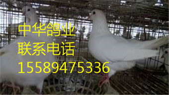 山东正规养鸽场重庆省高新区卡奴鸽养殖场