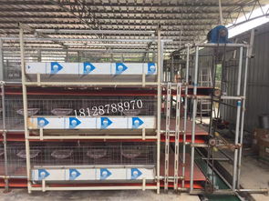 电动清粪机 白鸽喂养机 轨道清粪喂料一体机 全自动传送带清粪机