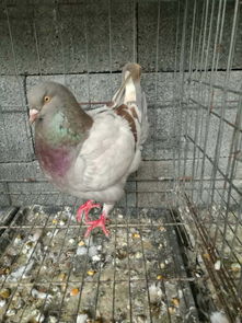 养殖肉鸽赚钱吗,肉鸽养殖技术及肉鸽养殖成本