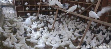 肉鸽养殖前景怎么养