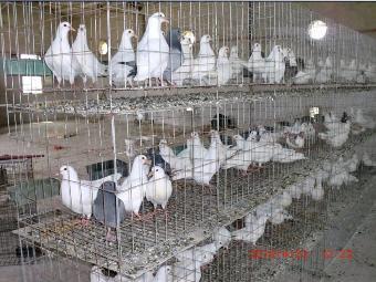 养肉鸽哪种好养利润高永胜县白羽王肉鸽养殖场_志趣网