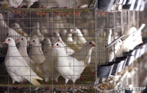 肉鸽连续暴跌,罪魁祸首找到了