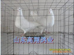 保健砂对肉鸽养殖场的重要性