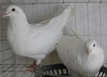 运城肉鸽养殖基地