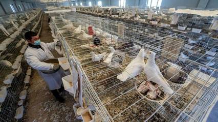 新疆尉犁:肉鸽养殖引领农牧民致富