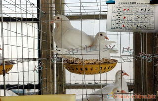 全国良种肉鸽养殖基地 供应肉鸽 种鸽