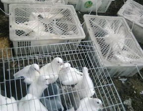预见商机,养殖肉鸽让他年收入7万元