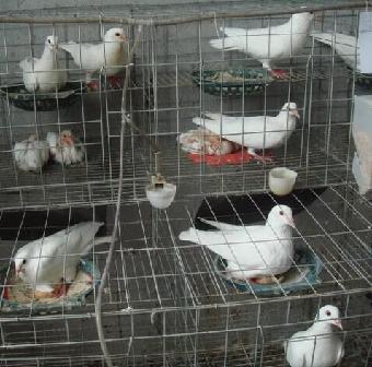 肉鸽烧烤可以吗肉鸽养殖场出售烧烤鸽养殖场_志趣网