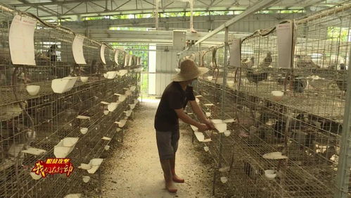 南林乡 发展肉鸽养殖业 助力农民脱贫致富
