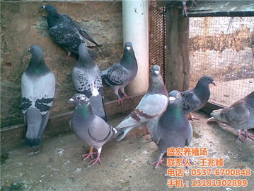 盛宏养殖场 肉鸽 鸽价格 盛宏养殖场 肉鸽 鸽型号规格
