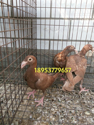 哪里卖蛇头观赏鸽 株洲观赏鸽 肉鸽 信鸽出售_山东钱旭观赏鸽养殖场 - 商国互联网