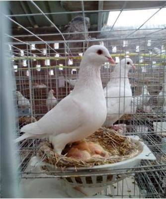 白羽王鸽作为肉鸽品种有什么优势?肉鸽疾病预防鸽粮挑选