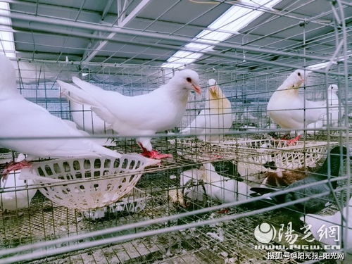 牢记谆谆嘱托 奋力追赶超越 平利县老县镇贫困户的致富路