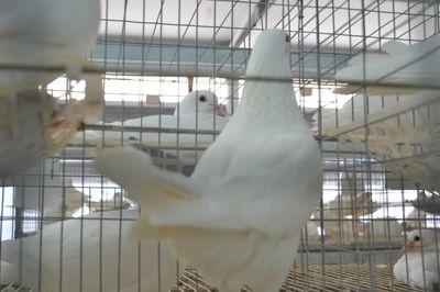 省协会赴河北宁达饲料公司走访调研