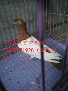 甘孜藏族自治州观赏鸽养殖场
