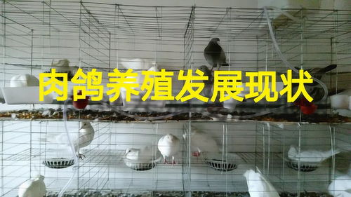 肉鸽养殖发展现状,你还在观望吗