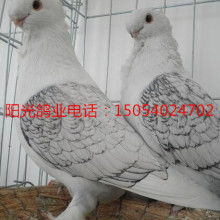 山东阳光观赏鸽肉鸽养殖场